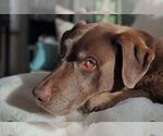 Small #2 Labrador Retriever