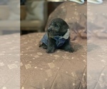Small Photo #2 Border Terrier-Poodle (Miniature) Mix Puppy For Sale in CHARTER OAK, CA, USA
