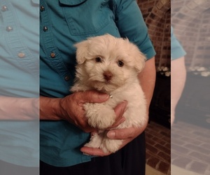 Havanese-Poodle (Standard) Mix Puppy for sale in GIG HARBOR, WA, USA