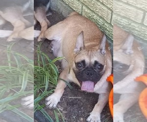 Mother of the French Bulldog puppies born on 03/30/2025