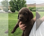 Small Photo #1 Labrador Retriever Puppy For Sale in SELAH, WA, USA