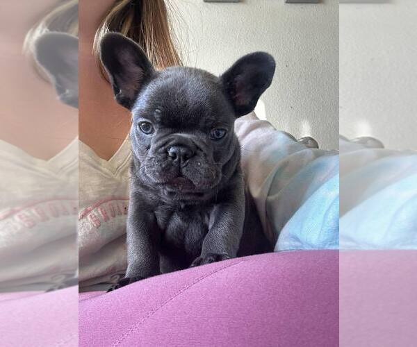 Medium Photo #6 French Bulldog Puppy For Sale in BALDWIN PARK, CA, USA