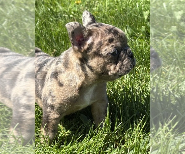 Medium Photo #3 Faux Frenchbo Bulldog Puppy For Sale in ROCK STREAM, NY, USA
