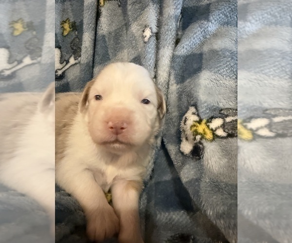 Medium Photo #9 Australian Shepherd Puppy For Sale in EUSTIS, FL, USA