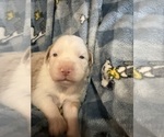 Small Photo #10 Australian Shepherd Puppy For Sale in EUSTIS, FL, USA