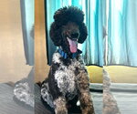 Small #8 Poodle (Standard)