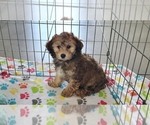 Small #7 Cockapoo-Poodle (Miniature) Mix