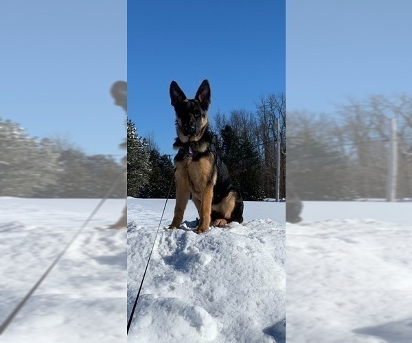 Medium Photo #36 German Shepherd Dog Puppy For Sale in LA FAYETTE, NY, USA