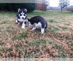 Small Photo #8 Siberian Husky Puppy For Sale in JOPLIN, MO, USA