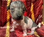 Small Photo #3 Chinese Crested Puppy For Sale in SOUTHERN PINES, NC, USA