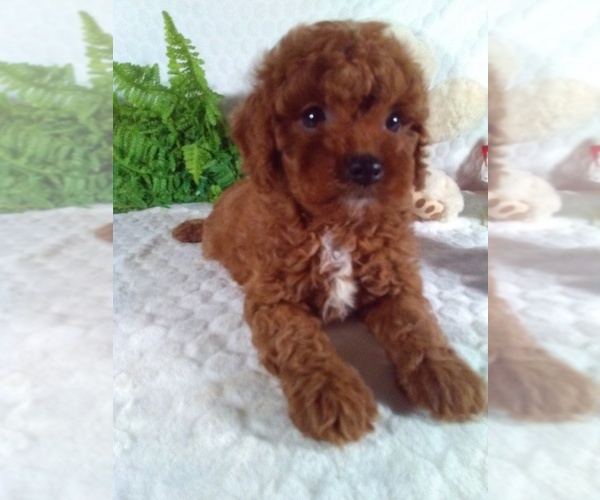 Medium Photo #8 Cavalier King Charles Spaniel-Poodle (Toy) Mix Puppy For Sale in SUGARCREEK, OH, USA