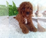 Small #7 Cavalier King Charles Spaniel-Poodle (Toy) Mix