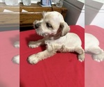 Small #1 Schnauzer (Miniature)