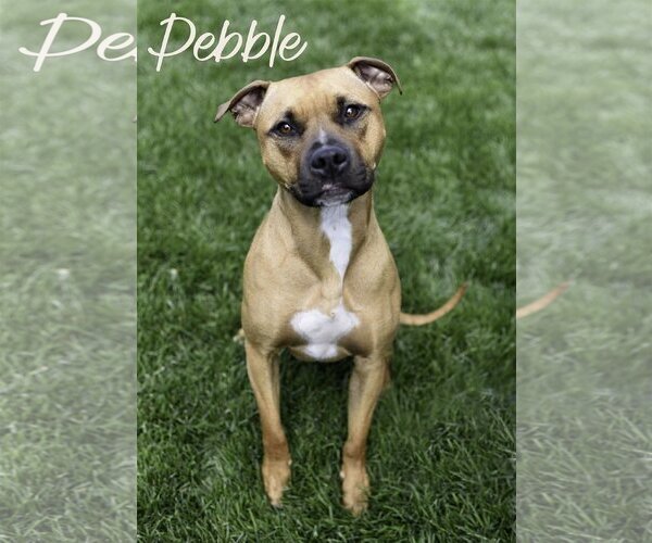 Medium Photo #1 American Pit Bull Terrier-Unknown Mix Puppy For Sale in Topeka, KS, USA
