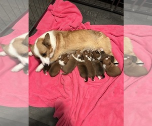 Mother of the Dorgi puppies born on 05/05/2023