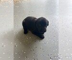 Small Photo #3 Cane Corso-Labrador Retriever Mix Puppy For Sale in SIMPSONVILLE, SC, USA