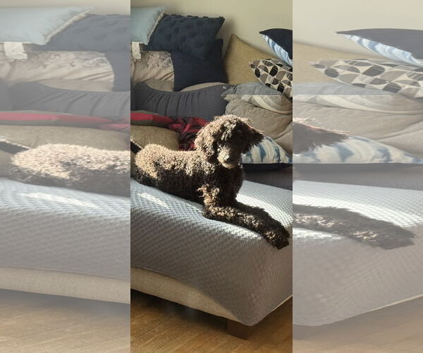 Medium Photo #3 Poodle (Standard)-Unknown Mix Puppy For Sale in Rockaway, NJ, USA