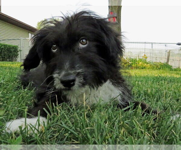Medium Photo #7 Australian Retriever Puppy For Sale in Grovertown, IN, USA