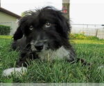 Small #6 Australian Retriever