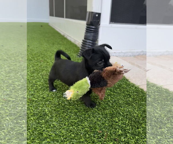 Medium Photo #4 ShiChi Puppy For Sale in Valrico, FL, USA