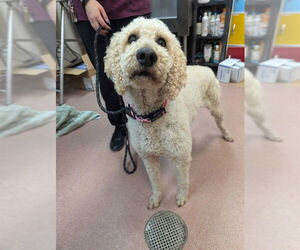 Poodle (Standard) Dogs for adoption in Ogden, UT, USA