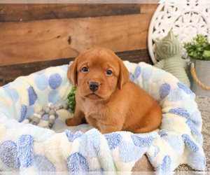 Labrador Retriever Puppy for sale in SYRACUSE, IN, USA