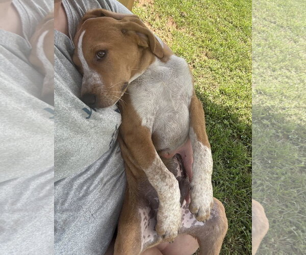 Medium Photo #1 Mutt Puppy For Sale in Rockaway, NJ, USA