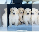 Small Photo #3 Golden Retriever Puppy For Sale in WESLEY CHAPEL, FL, USA