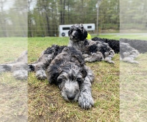 Sheepadoodle Puppy for Sale in BUSKIRK, New York USA