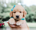 Image preview for Ad Listing. Nickname: Ashton