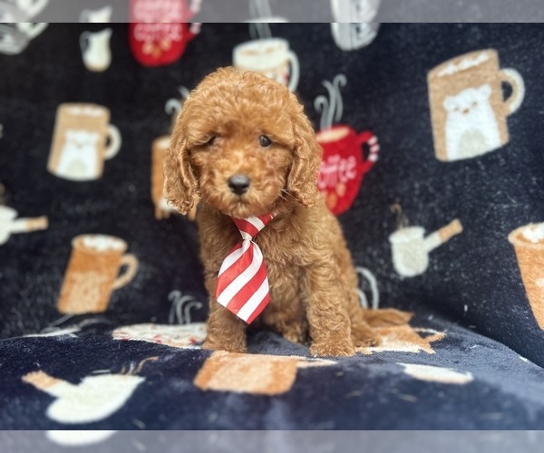 Medium Photo #4 Cavapoo Puppy For Sale in LAKELAND, FL, USA