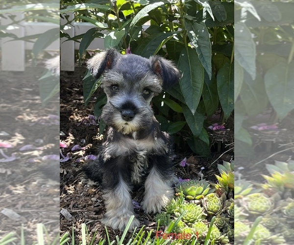 Medium Photo #1 Schnauzer (Miniature) Puppy For Sale in HOLLAND, MI, USA