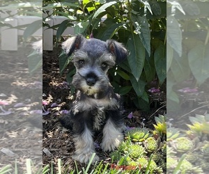 Schnauzer (Miniature) Puppy for sale in HOLLAND, MI, USA