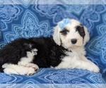 Small Photo #5 Sheepadoodle Puppy For Sale in PORT DEPOSIT, MD, USA