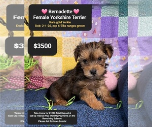Yorkshire Terrier Puppy for Sale in TUCSON, Arizona USA