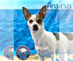 Small Rat Terrier Mix