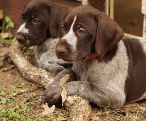 German Shorthaired Pointer-German Wirehaired Pointer Mix Litter for sale in FREDERICKSBURG, TX, USA