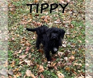 Schnoodle (Miniature) Puppy for sale in HARTLAND, MN, USA