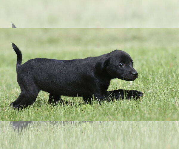 Medium Photo #5 Borador Puppy For Sale in Mechanicsburg, PA, USA