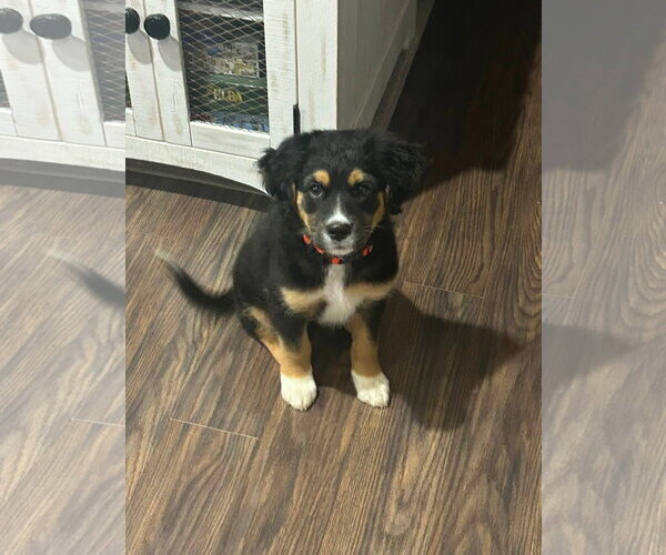 Medium Photo #10 Aussiedor Puppy For Sale in Germantown, OH, USA