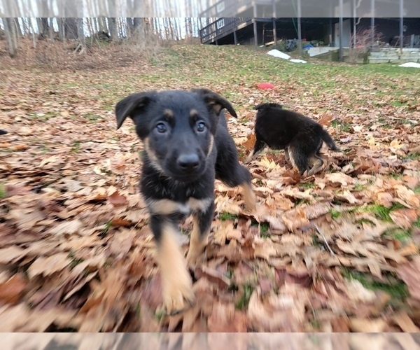 Medium Photo #2 German Shepherd Dog Puppy For Sale in FLEISCHMANNS, NY, USA