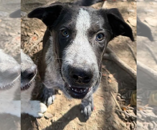 Medium Photo #4 Border Collie-Unknown Mix Puppy For Sale in Germantown, OH, USA
