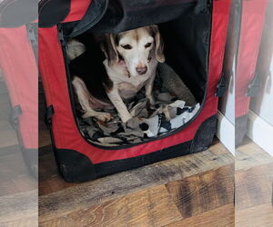 Rosette - Female Beagle-Unknown Mix Dog for Adoption - Photo #4