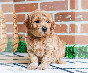 Goldendoodle (Miniature) Puppy for sale in SYRACUSE, IN, USA