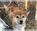 Small Photo #11 Shiba Inu Puppy For Sale in FREMONT, CA, USA