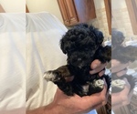 Small Photo #10 Poodle (Toy) Puppy For Sale in ARLINGTON HTS, IL, USA