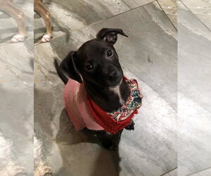 Labrador Retriever-Unknown Mix Dogs for adoption in Escondido, CA, USA