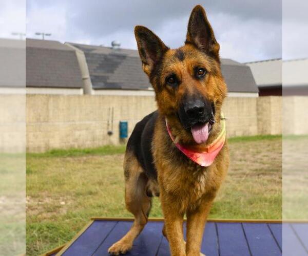 Medium Photo #1 German Shepherd Dog Puppy For Sale in San Antonio, TX, USA