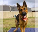 Small German Shepherd Dog