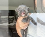 Small #16 French Bulldog
